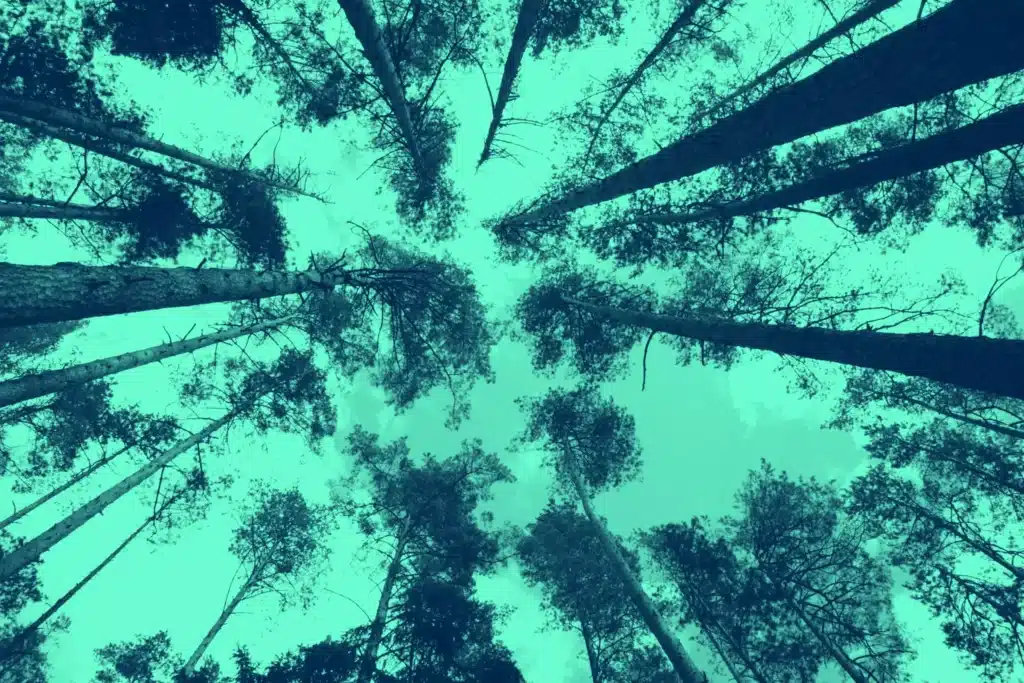Looking up into a blue tree canoopy with a green sky.