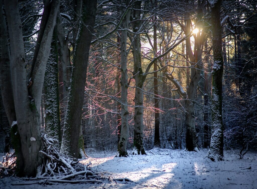 trees in woodland with snow on the ground and dappled sunlight coming through the branches