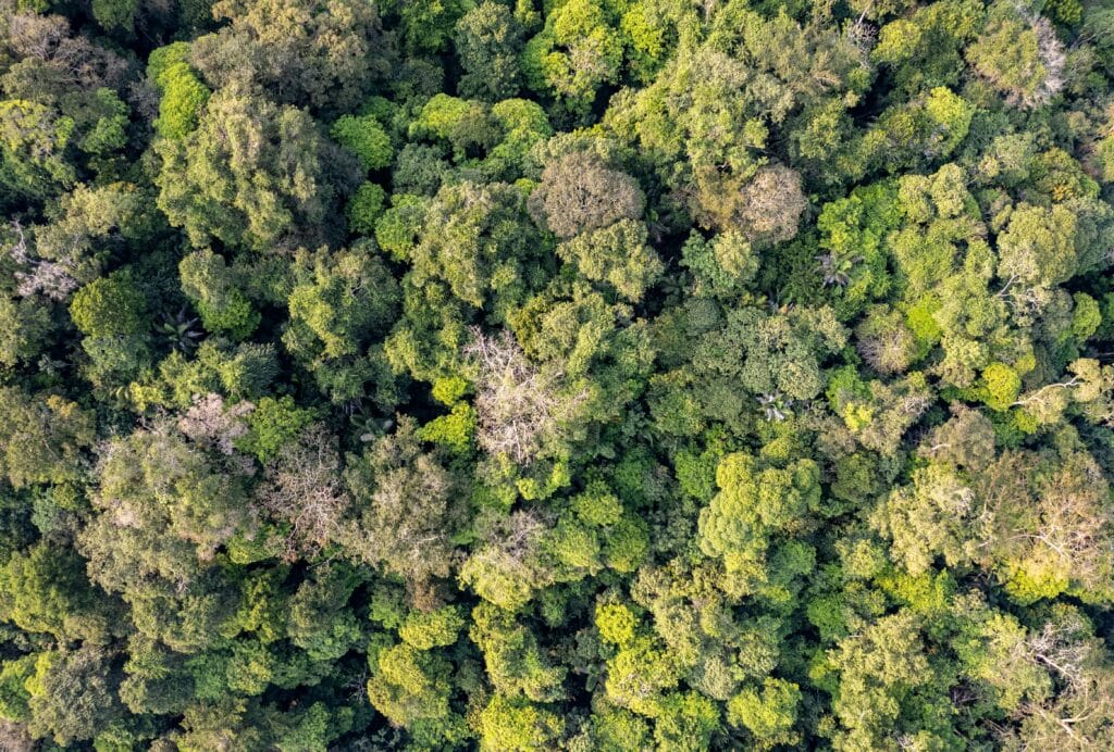 aerial view of tree tops in full green