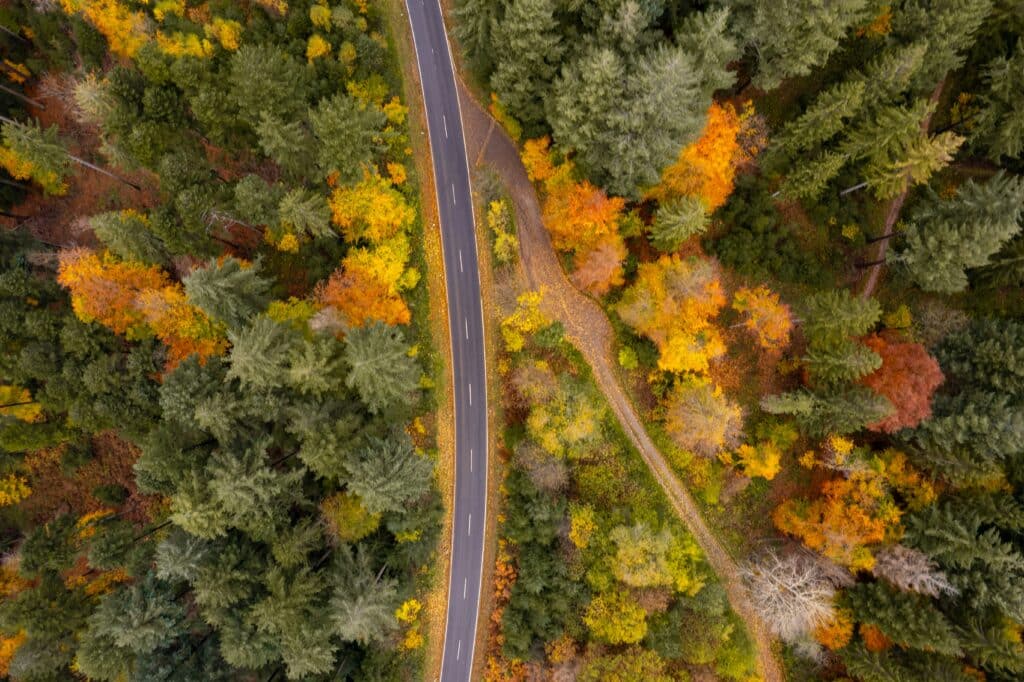 aerial view of tree tops with road running through the middle