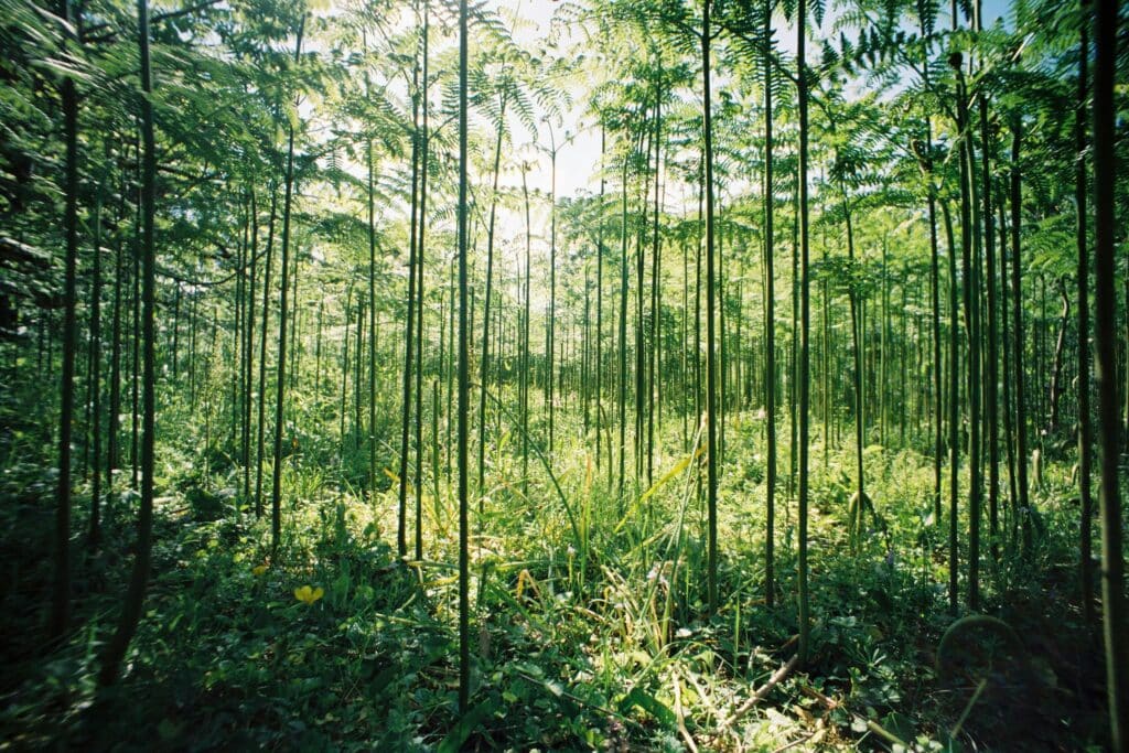 tall fern trees